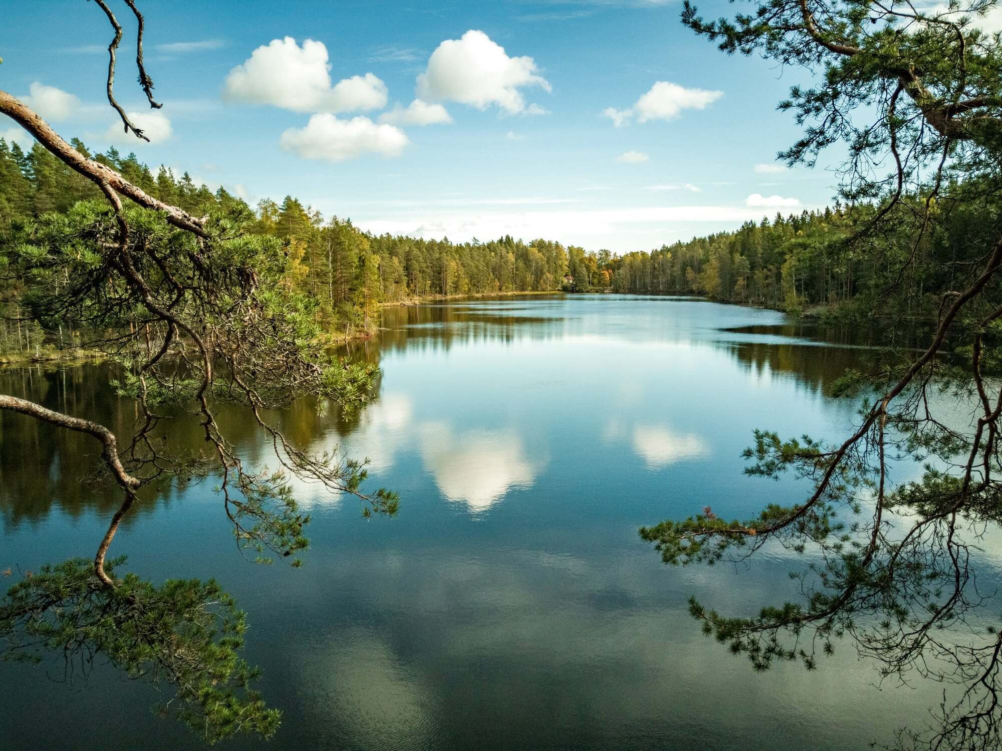 Kirkas järvi ja mäntymetsä kesäpäivänä Nuuksiossa, Espoossa
